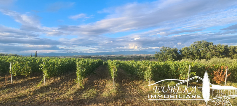 Immagine 19 di Terreno in vendita  in montepulciano a Montepulciano