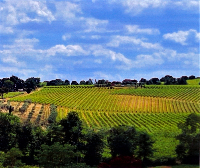 Immagine 24 di Terreno in vendita  in montepulciano a Montepulciano