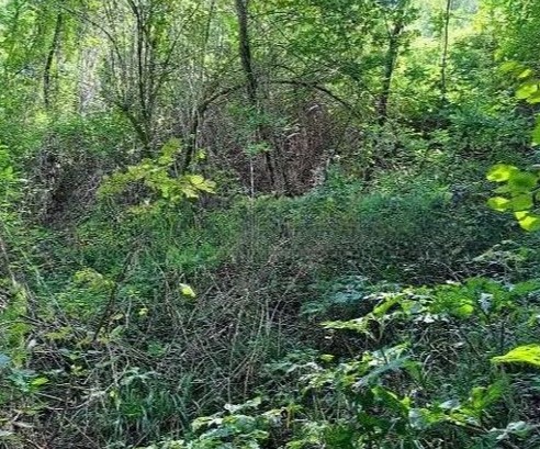 Immagine 2 di Terreno in vendita  in Campea a Miane