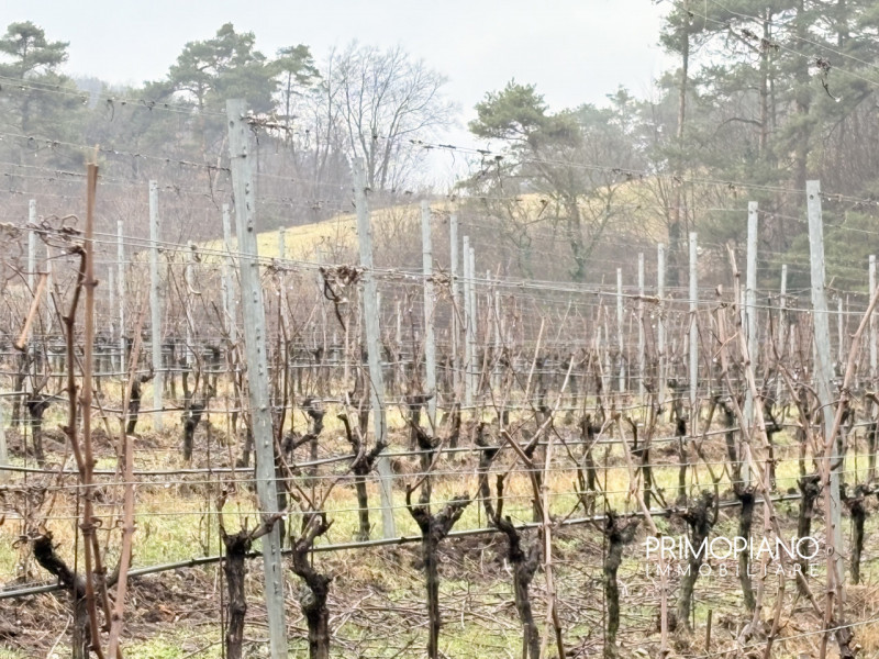 Immagine 6 di Terreno in vendita  in Strada Statale Gardesana Occidentale a Vallelaghi