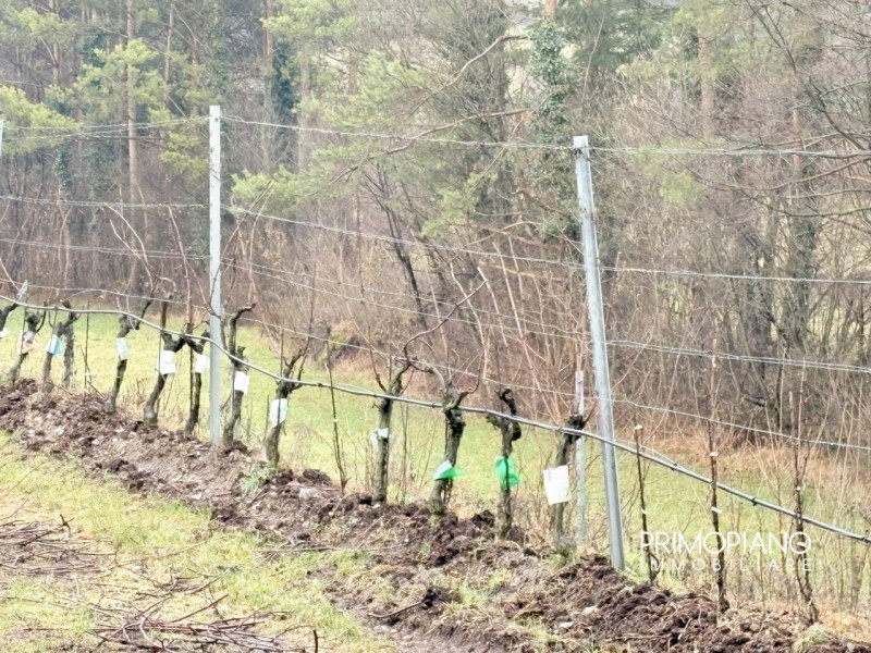 Immagine 7 di Terreno in vendita  in Strada Statale Gardesana Occidentale a Vallelaghi