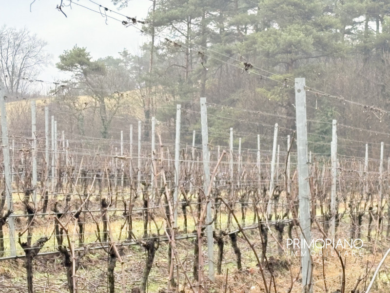 Immagine 8 di Terreno in vendita  in Strada Statale Gardesana Occidentale a Vallelaghi