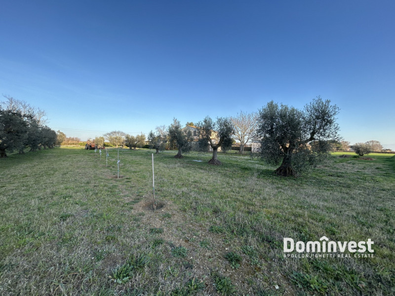 Immagine 9 di Rustico / casale in vendita  in Strada Provinciale 75 Pescia Fiorentina Chiarone a Capalbio