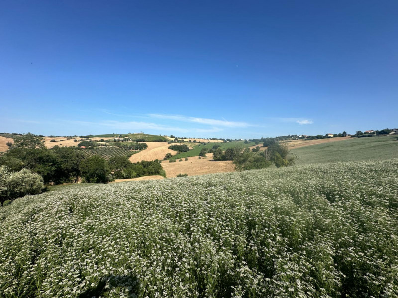 Immagine 14 di Terreno in vendita  in Viale E. Paci a Trecastelli