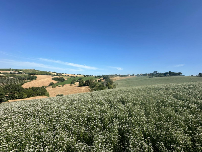 Immagine 20 di Terreno in vendita  in Viale E. Paci a Trecastelli