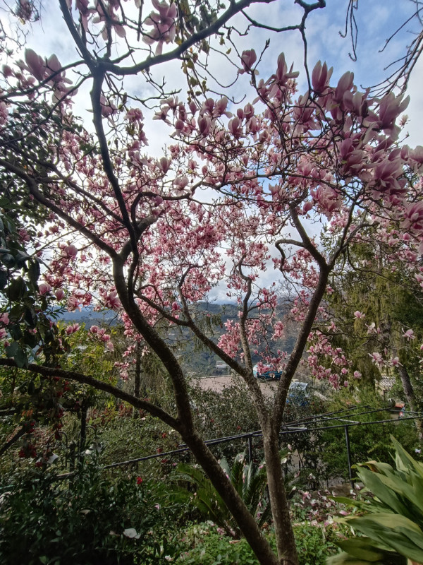 Immagine 11 di Villa in vendita  in Vallebona a Vallebona