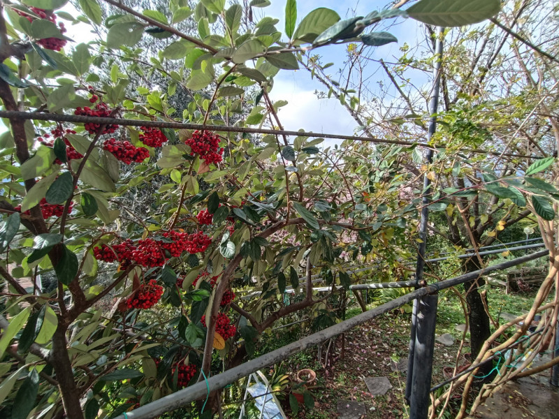 Immagine 12 di Villa in vendita  in Vallebona a Vallebona