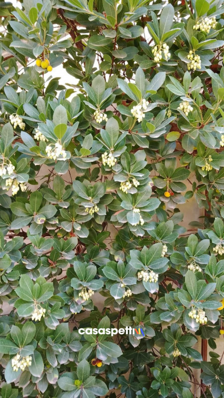 Immagine 62 di Villa in vendita  in Via Montanara 68 a Sava