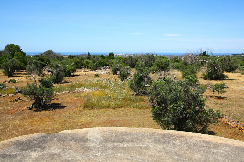 Immagine 16 di Terreno in vendita  in Strada Vicinale Rischiazzi a Parabita