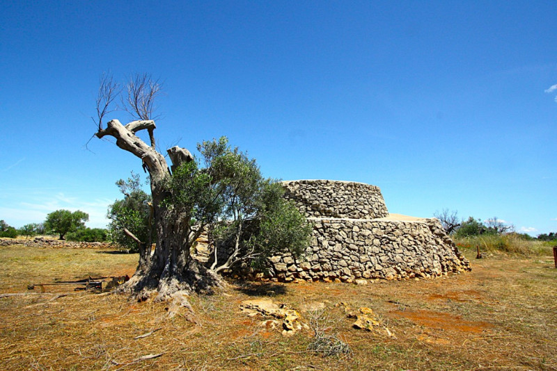 Immagine 19 di Terreno in vendita  in Strada Vicinale Rischiazzi a Parabita
