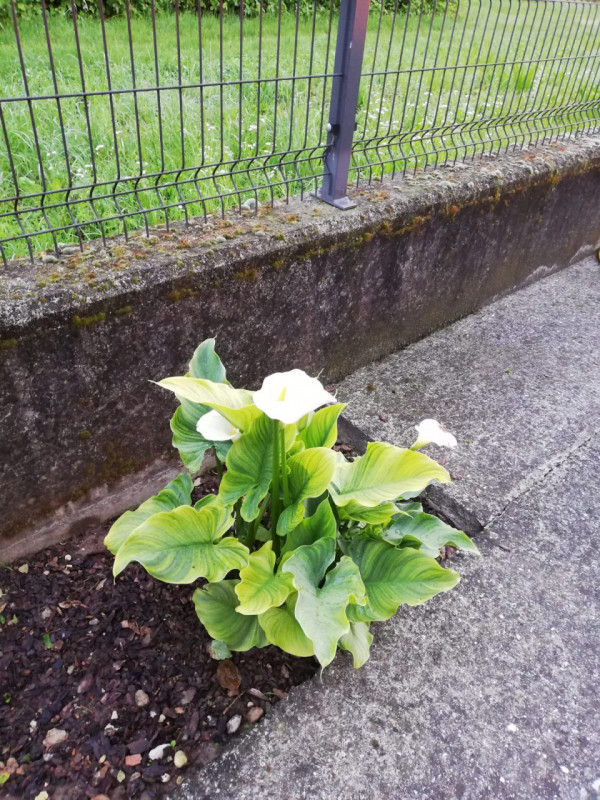 Immagine 6 di Casa bifamiliare in vendita  in Via Crosara, 2/E a Bolzano Vicentino