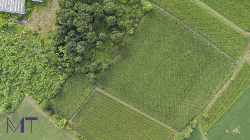 Immagine 4 di Terreno in vendita  in Via Trieste a Aiello Del Friuli