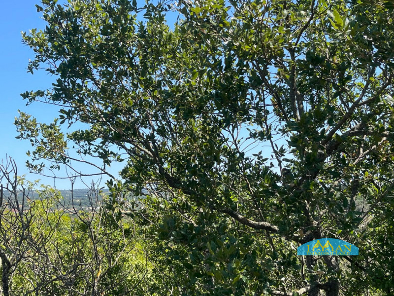 Immagine 22 di Villa in vendita  in Contrada Montedoro Piccolo a Ceglie Messapico