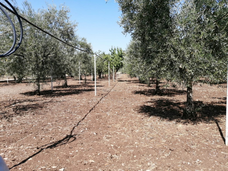 Foto annuncio 12