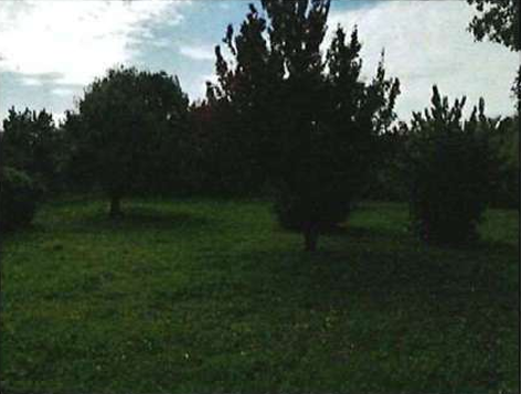 Foto annuncio 49