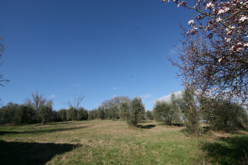 Foto annuncio 7