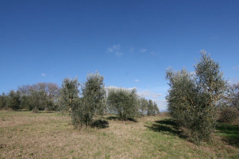 Foto annuncio 10
