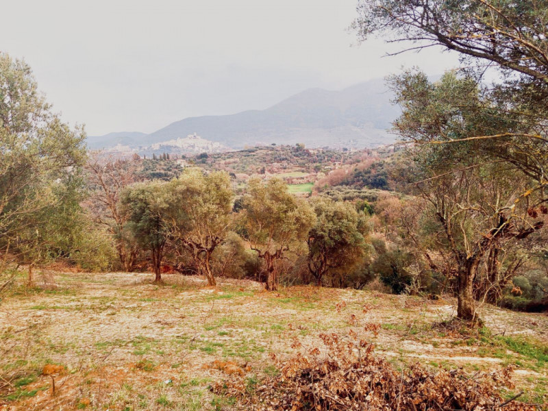 Foto annuncio 1