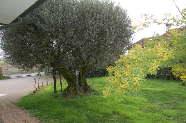 Foto annuncio 9