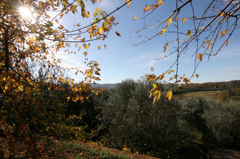 Foto annuncio 9