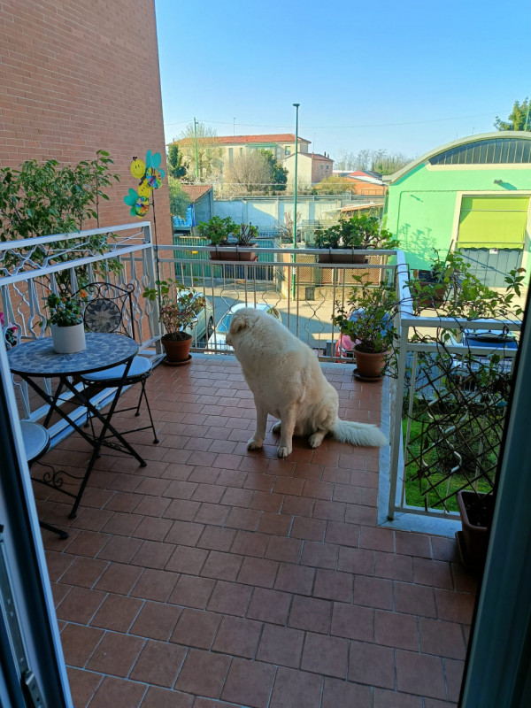 Foto annuncio 20