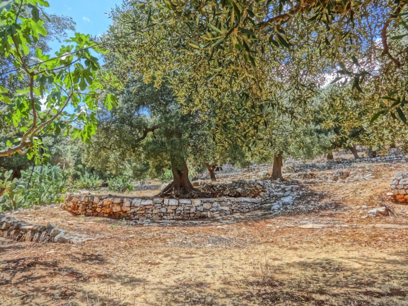 Foto annuncio 24