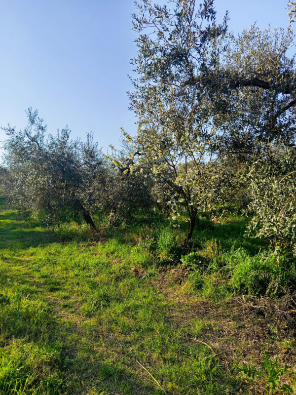 Foto annuncio 5