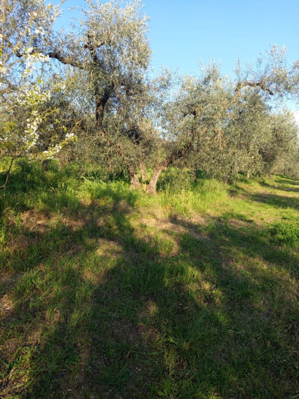 Foto annuncio 7