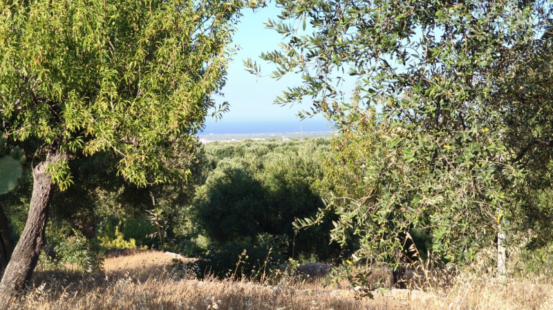 Foto annuncio 1