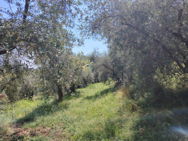 Foto annuncio 7
