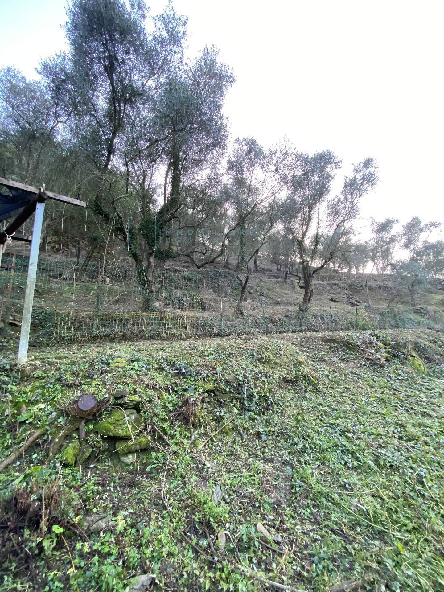 Immagine 18 di Terreno agricolo in vendita  in San Fedele a Albenga