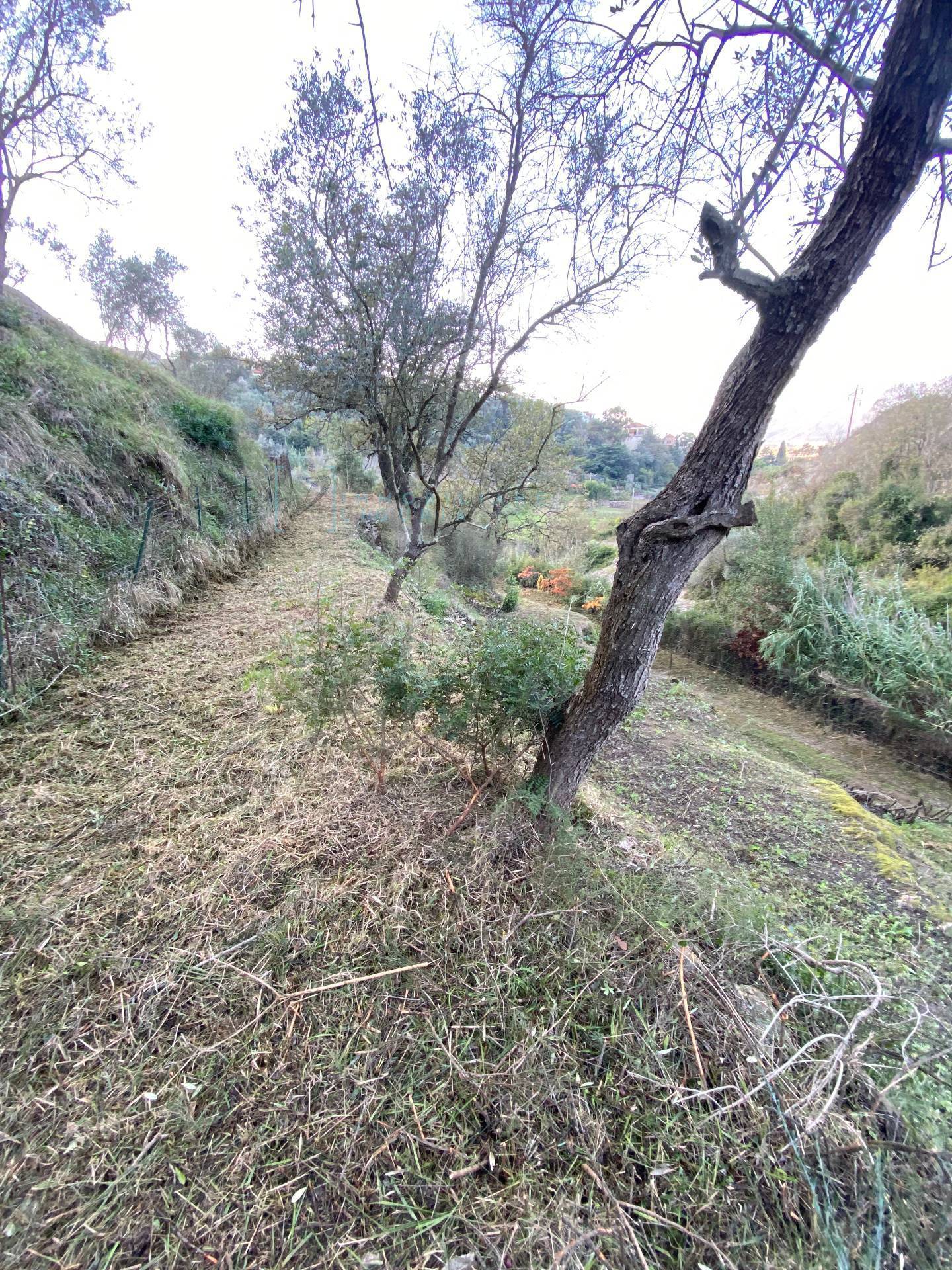 Immagine 23 di Terreno agricolo in vendita  in San Fedele a Albenga