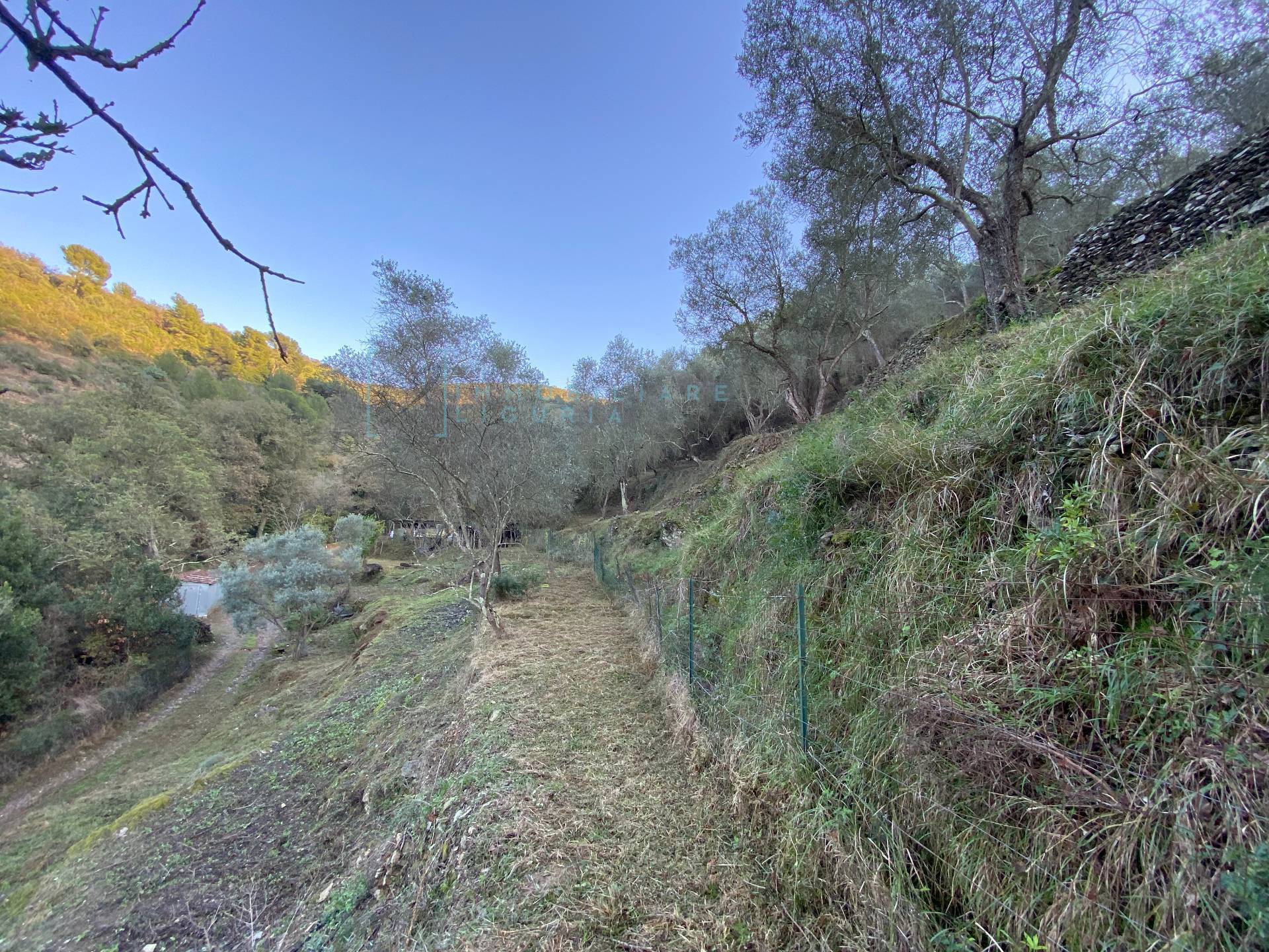 Immagine 25 di Terreno agricolo in vendita  in San Fedele a Albenga
