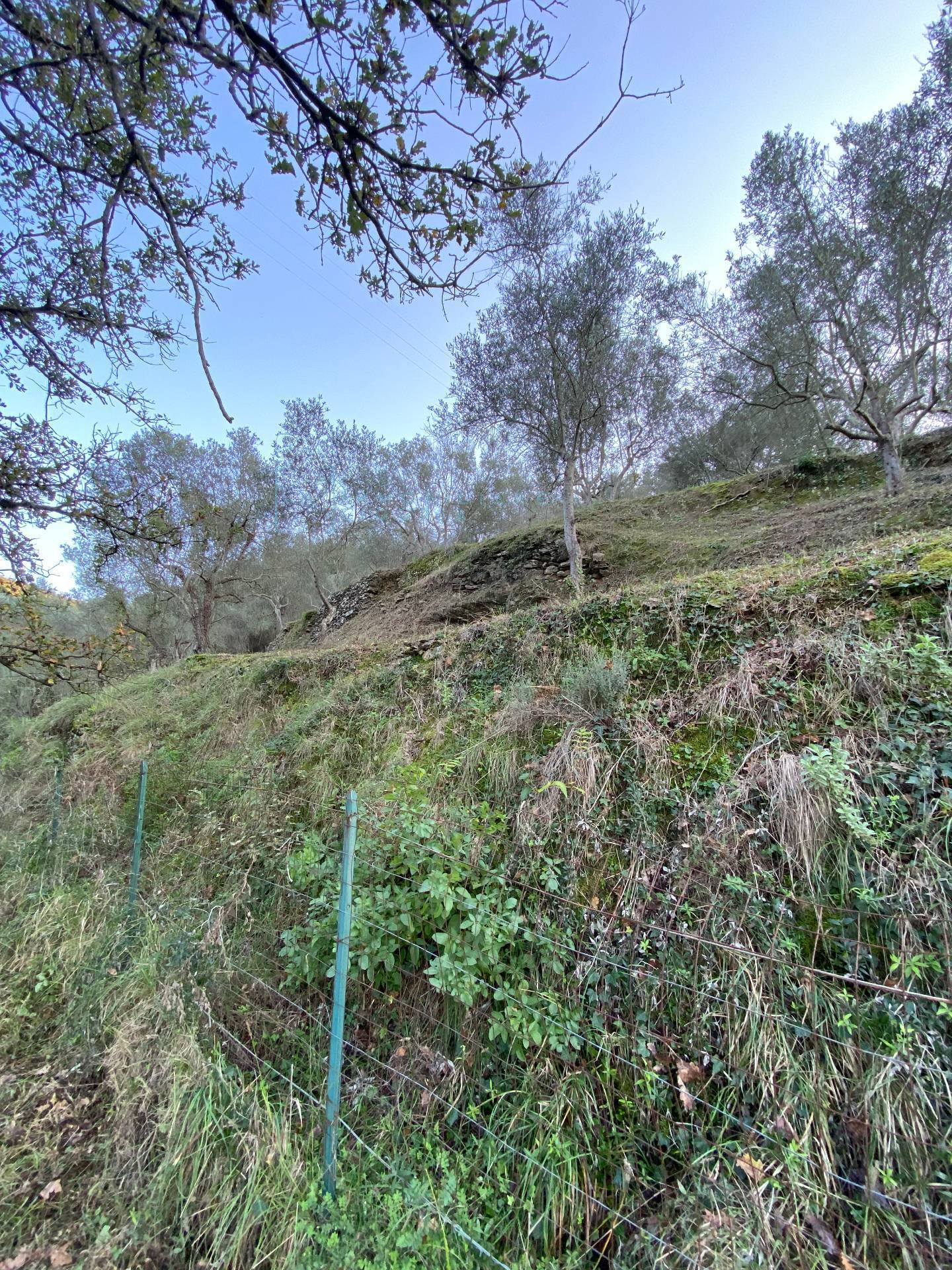 Immagine 27 di Terreno agricolo in vendita  in San Fedele a Albenga