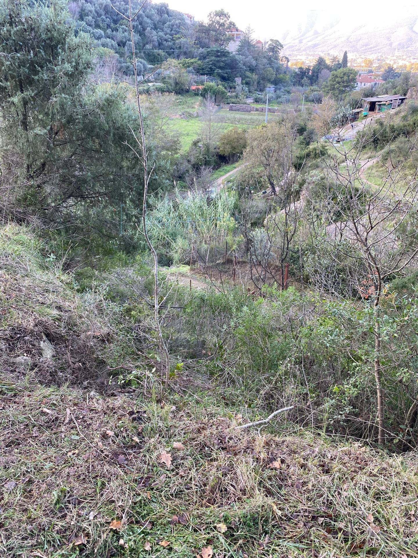 Immagine 30 di Terreno agricolo in vendita  in San Fedele a Albenga