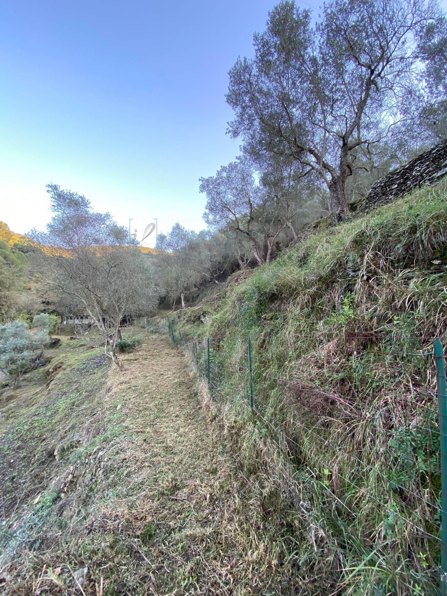 Immagine 33 di Terreno agricolo in vendita  in San Fedele a Albenga
