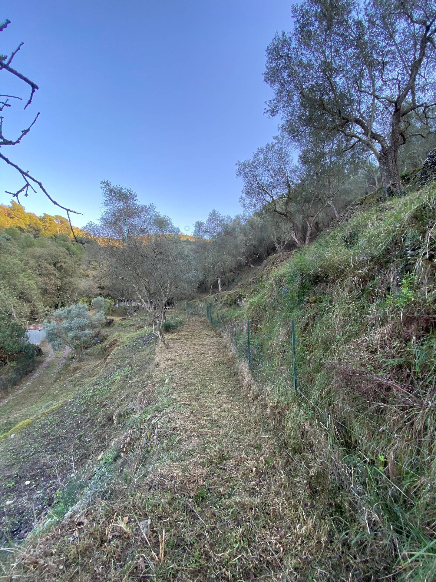 Immagine 34 di Terreno agricolo in vendita  in San Fedele a Albenga