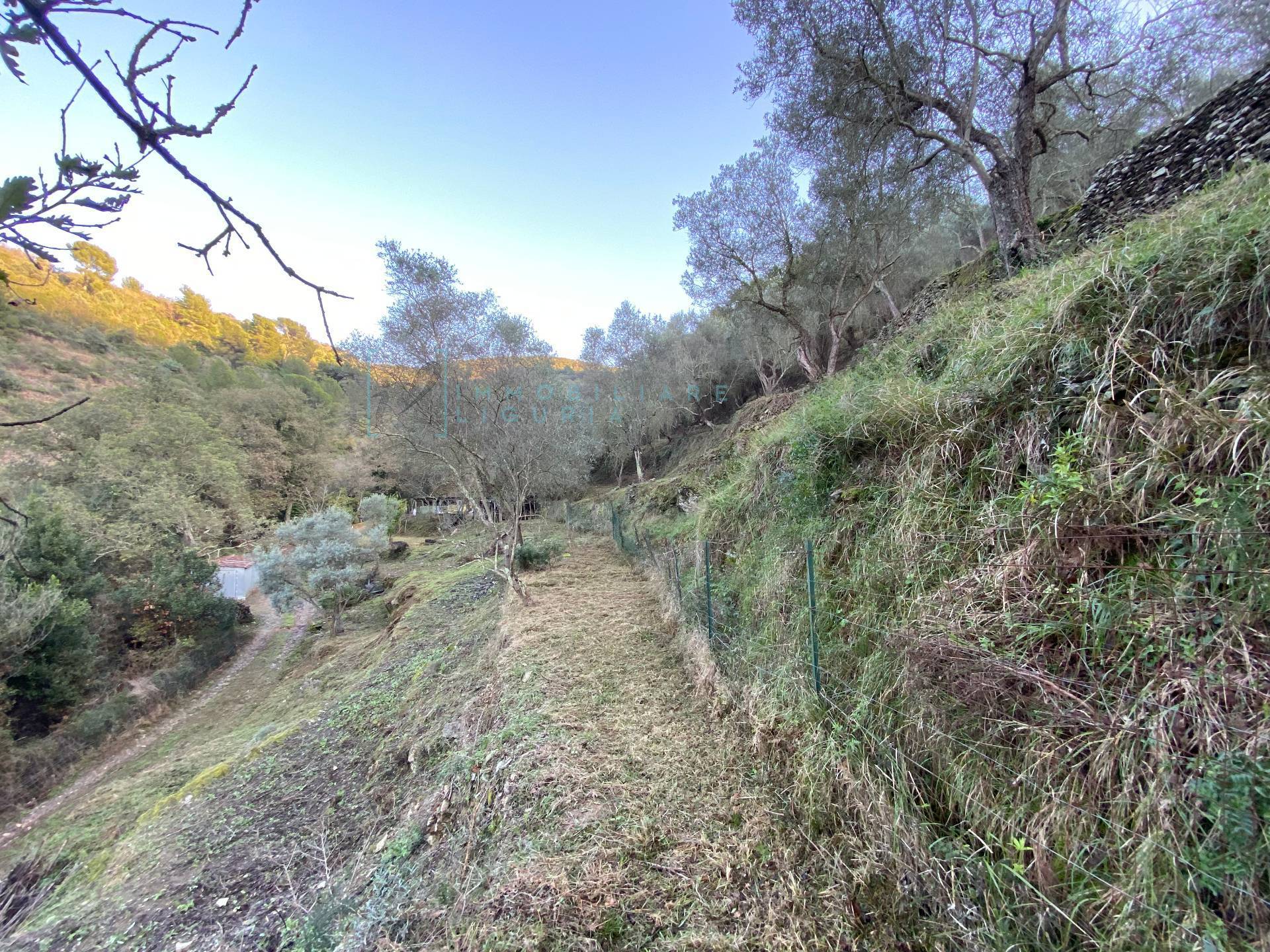 Immagine 35 di Terreno agricolo in vendita  in San Fedele a Albenga