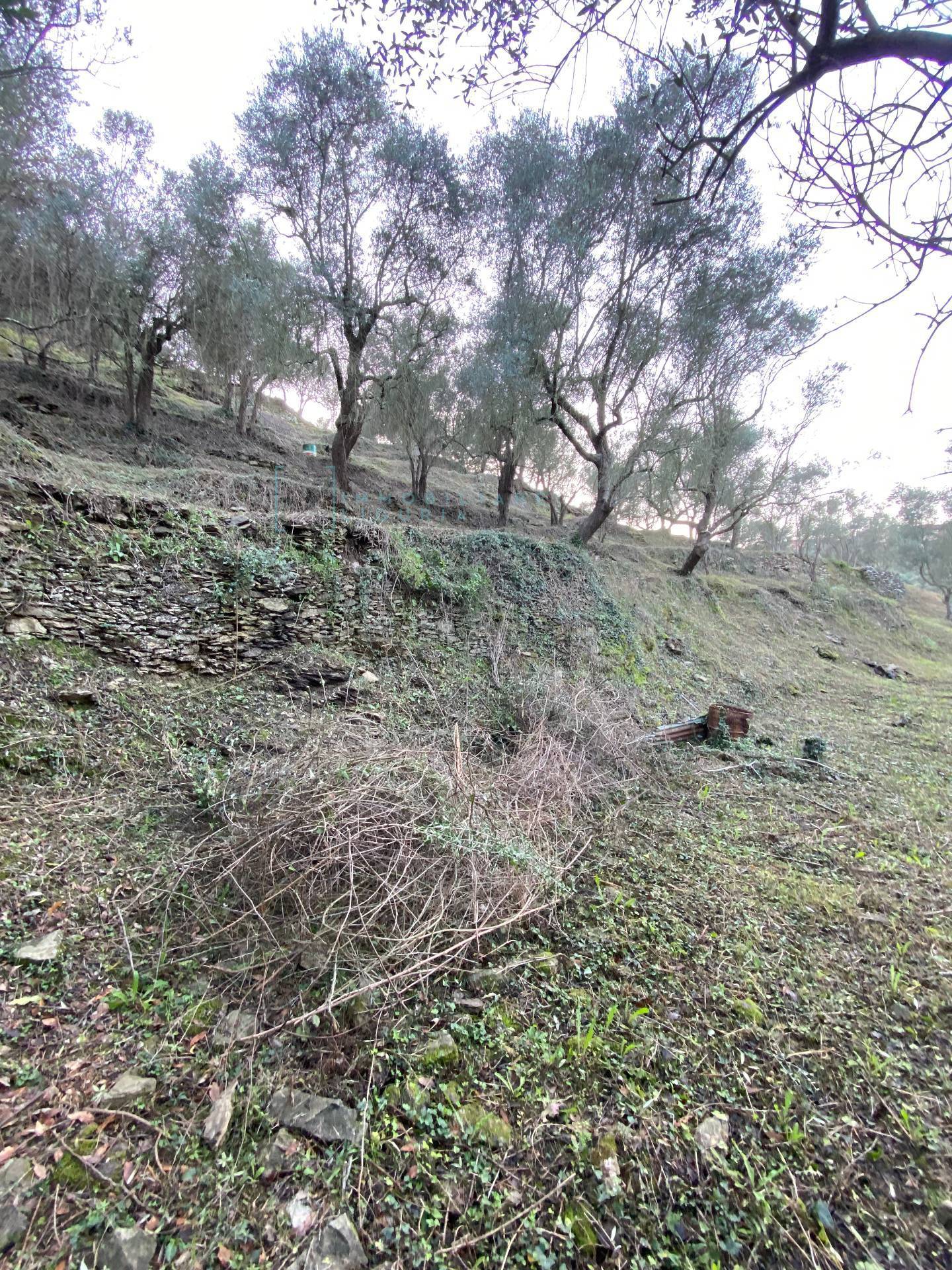 Immagine 36 di Terreno agricolo in vendita  in San Fedele a Albenga