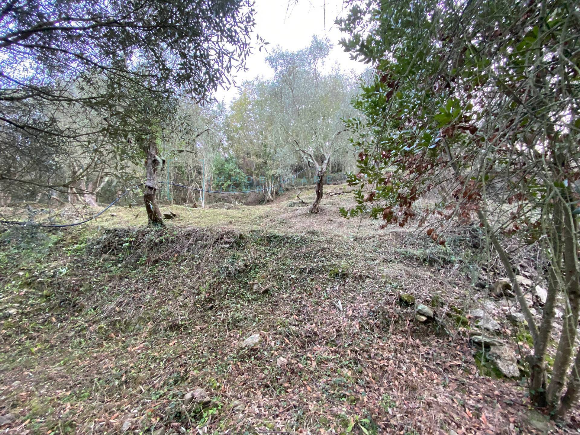 Immagine 37 di Terreno agricolo in vendita  in San Fedele a Albenga