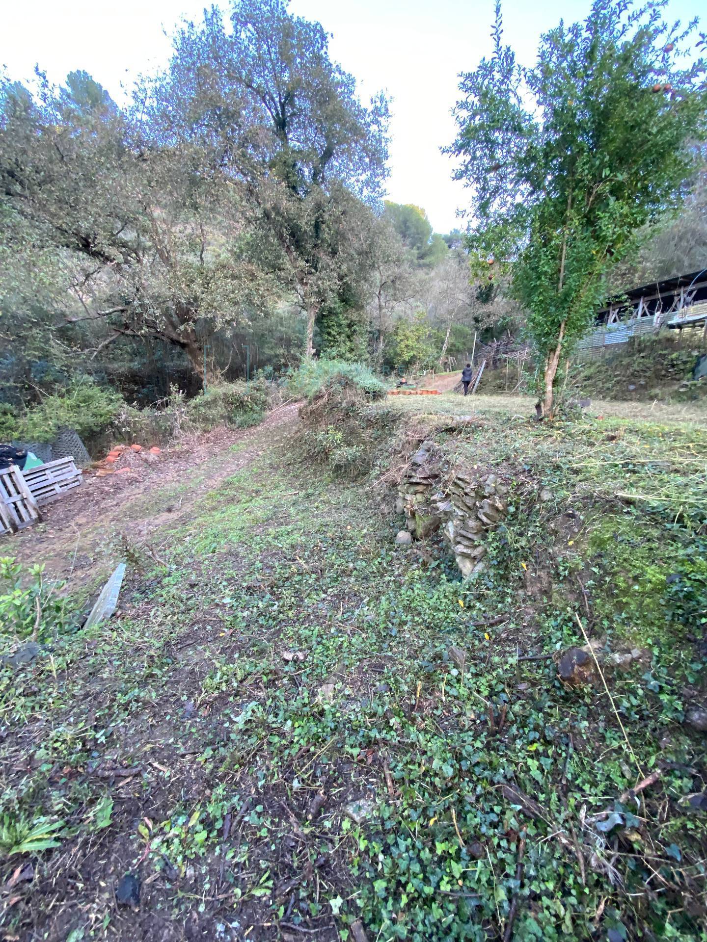 Immagine 38 di Terreno agricolo in vendita  in San Fedele a Albenga