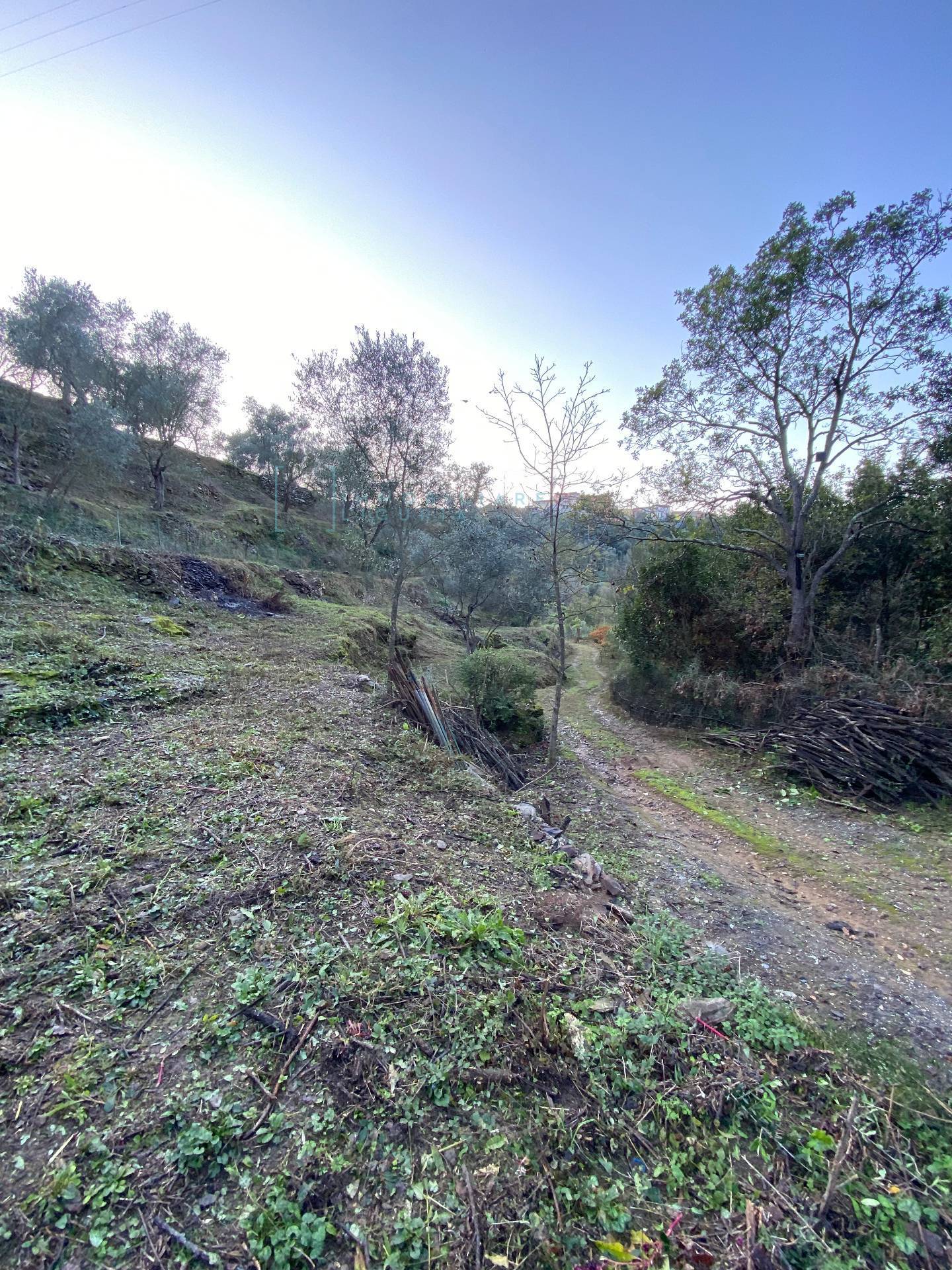 Immagine 39 di Terreno agricolo in vendita  in San Fedele a Albenga