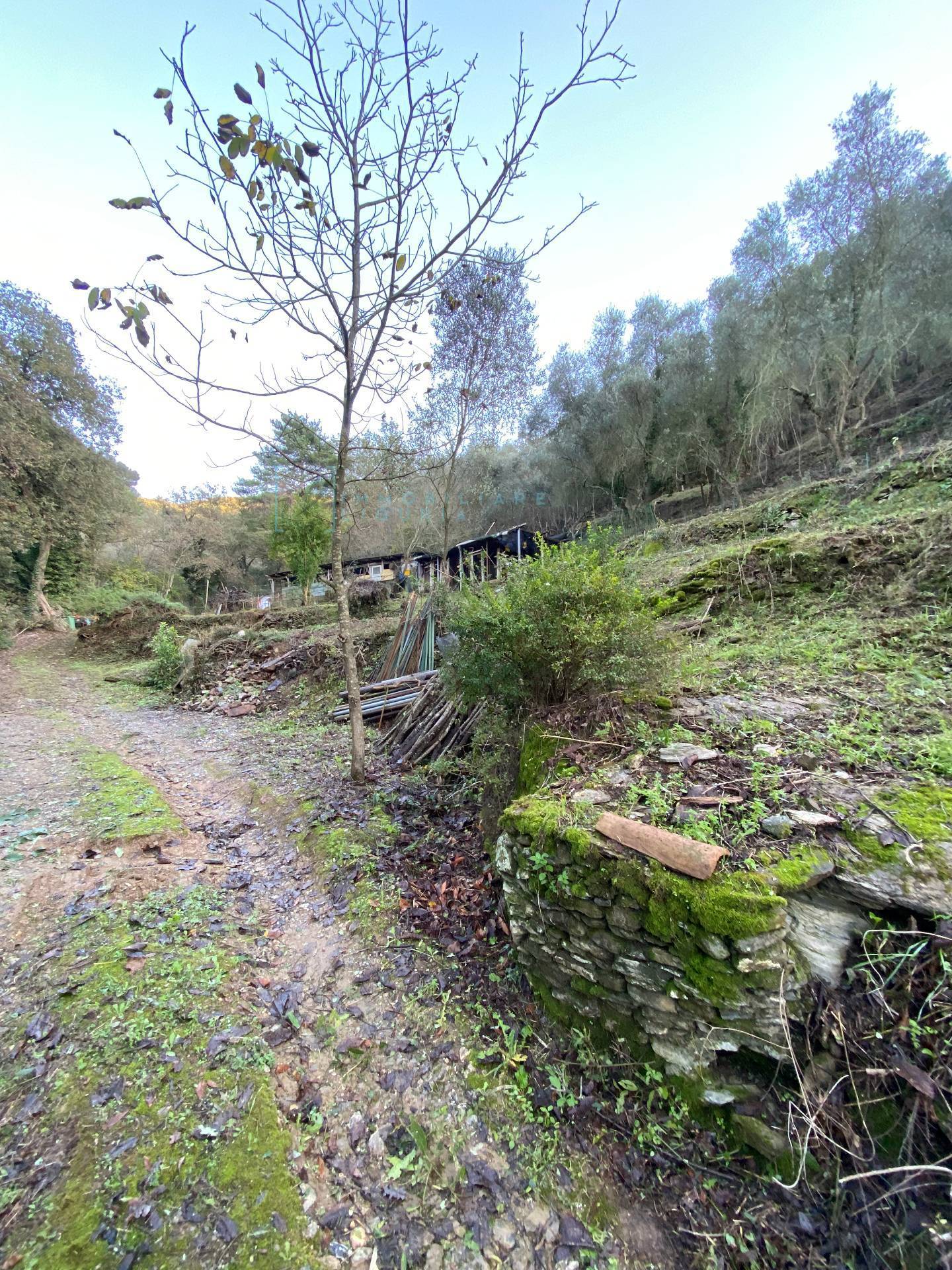 Immagine 40 di Terreno agricolo in vendita  in San Fedele a Albenga