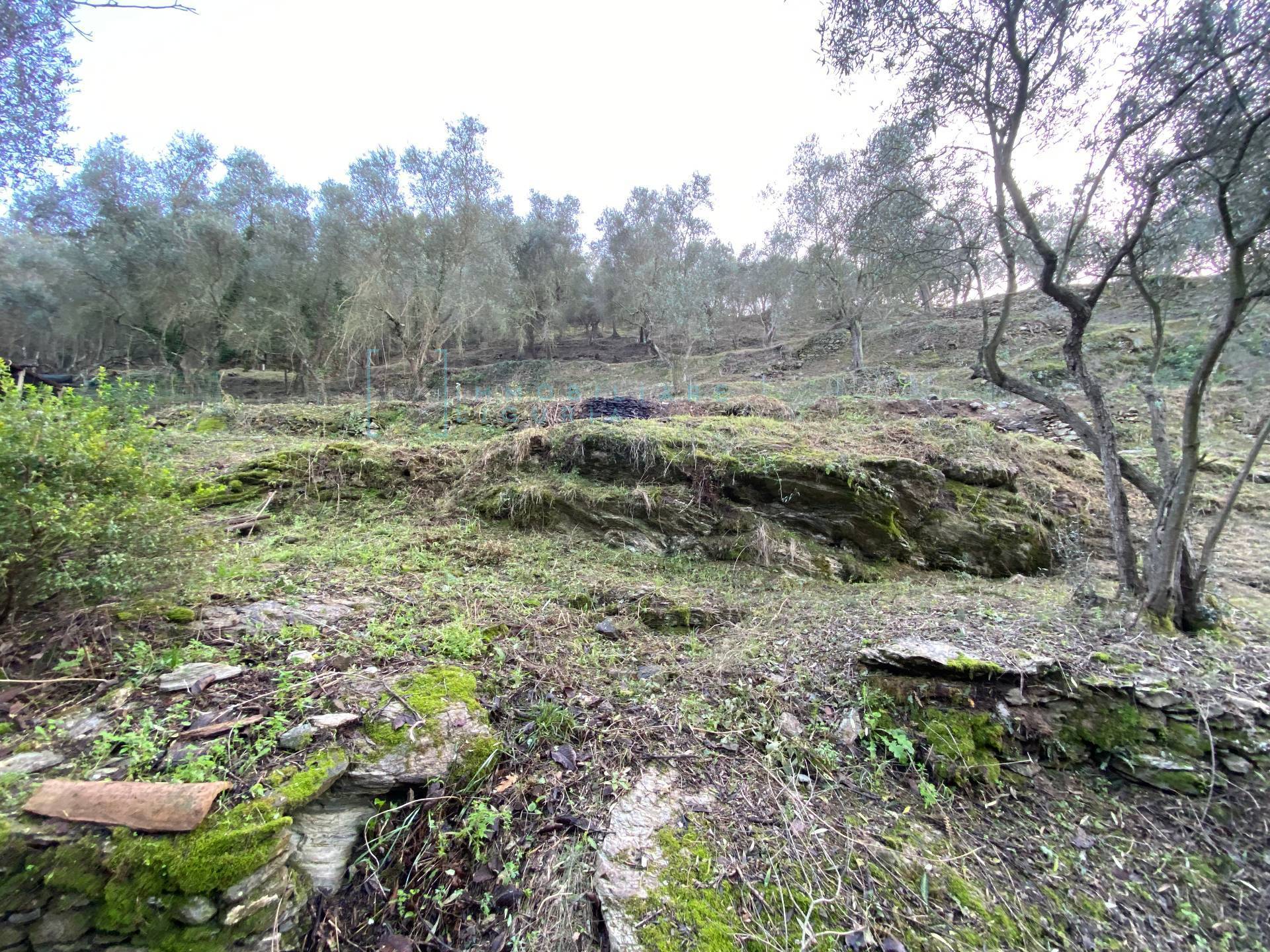 Immagine 41 di Terreno agricolo in vendita  in San Fedele a Albenga
