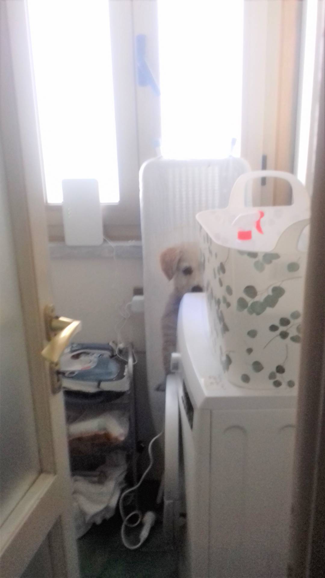 Immagine 12 di Appartamento in affitto  in Via aurelio saffi - a Viareggio