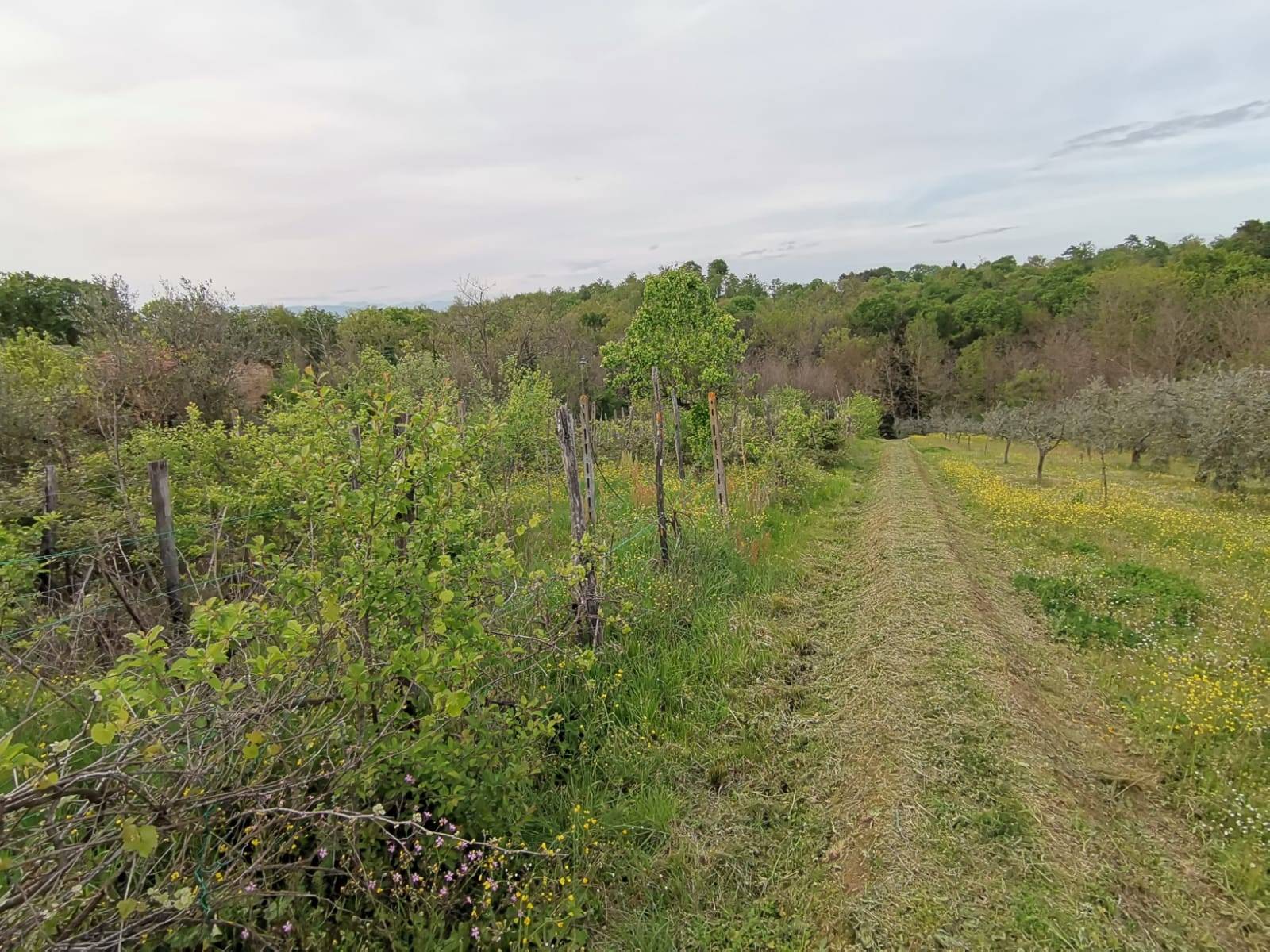 Immagine 13 di Casa indipendente in vendita  in via di bientina a Santa Maria A Monte