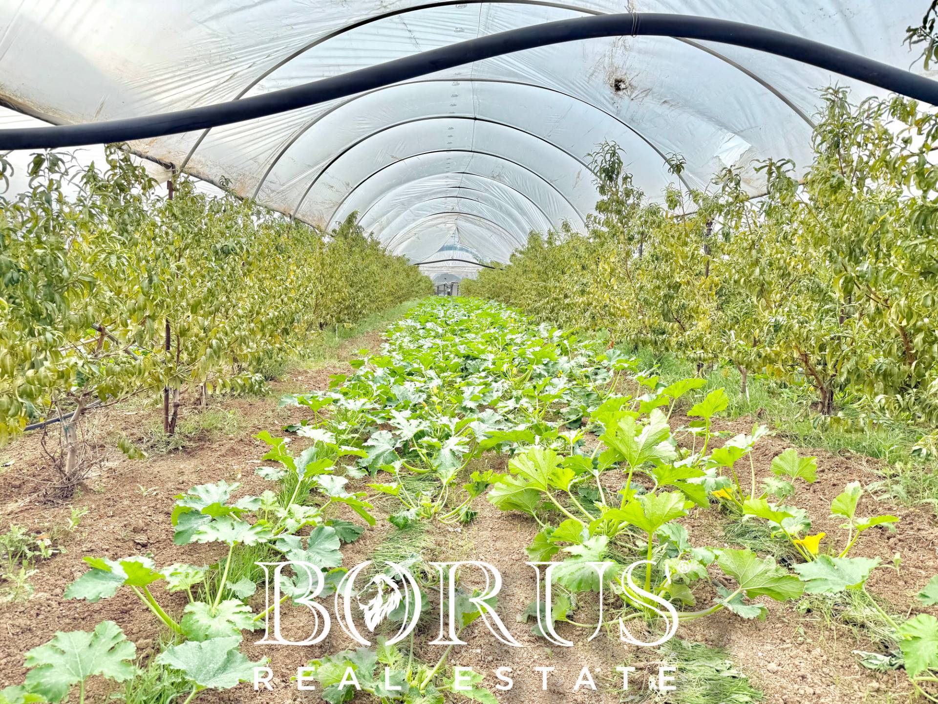 Immagine 1 di Azienda agricola in vendita  in Santa Maria la Piana a Sessa Aurunca