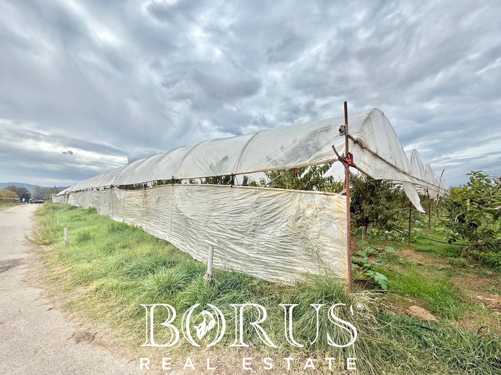 Immagine 2 di Azienda agricola in vendita  in Santa Maria la Piana a Sessa Aurunca