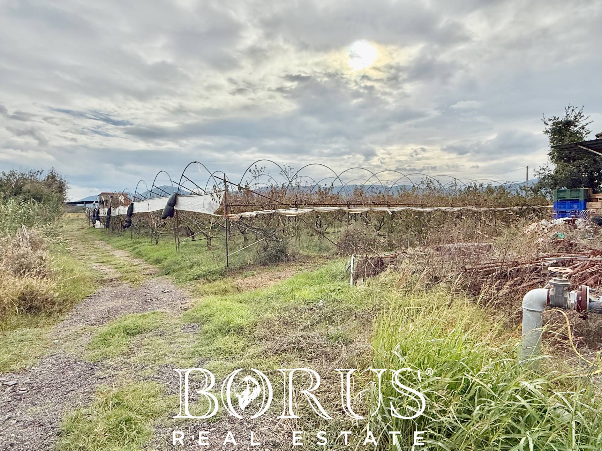 Immagine 3 di Azienda agricola in vendita  in Santa Maria la Piana a Sessa Aurunca