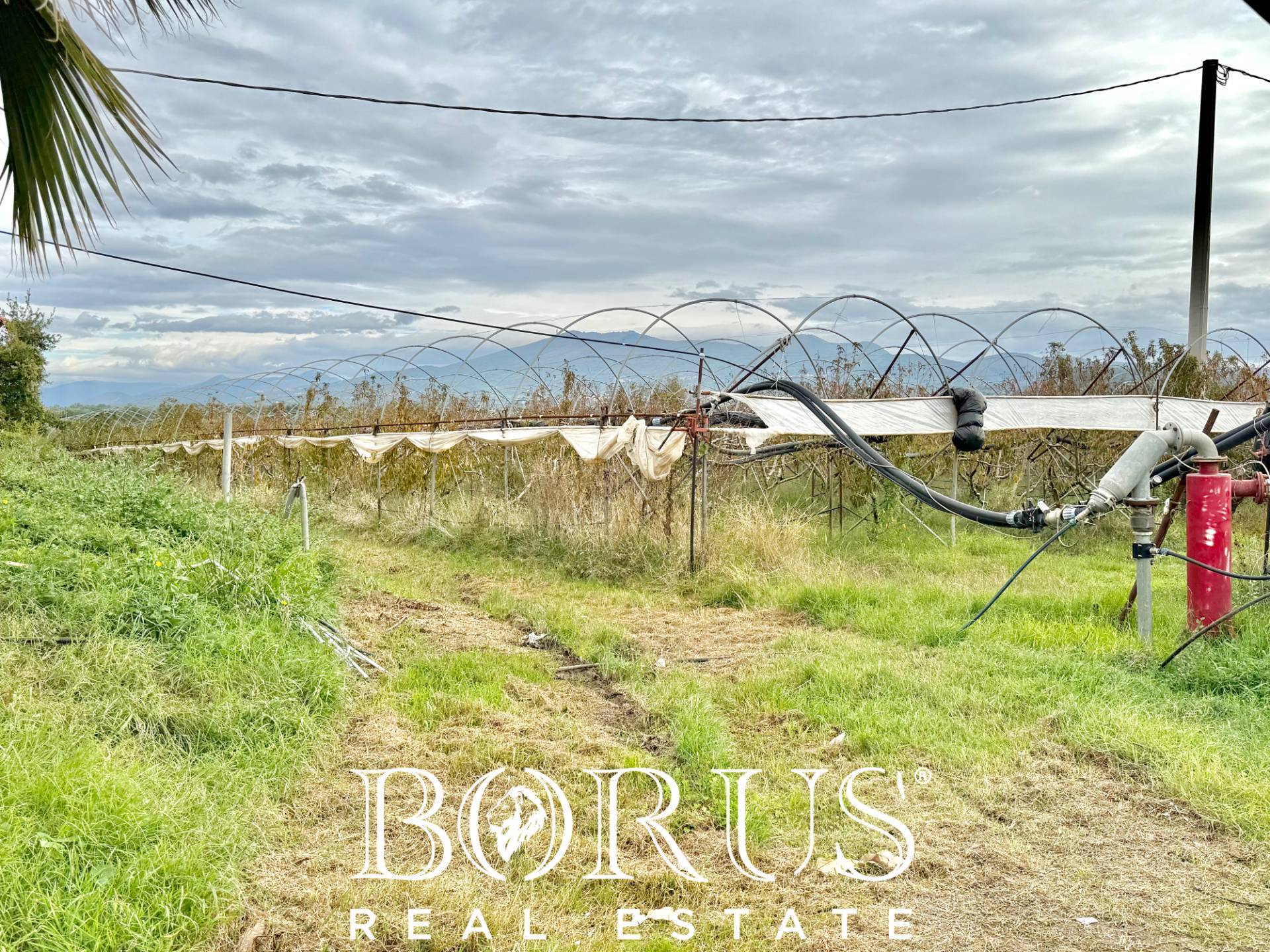 Immagine 6 di Azienda agricola in vendita  in Santa Maria la Piana a Sessa Aurunca